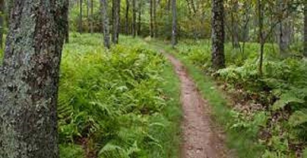 Rüyada Patika Görmek