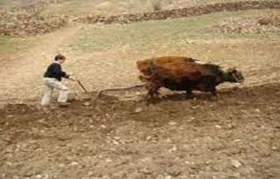 Rüyada Rençber Görmek