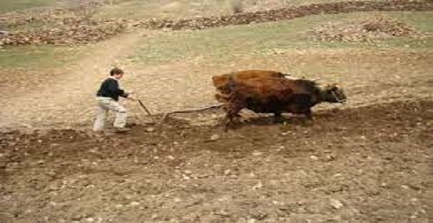 Rüyada Rençber Görmek