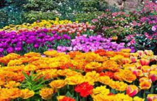 Rüyada Rengarenk Çiçekler Görmek