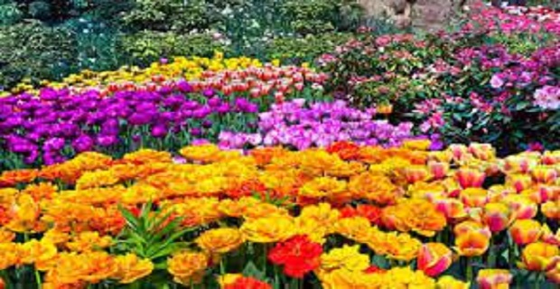 Rüyada Rengarenk Çiçekler Görmek