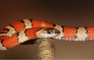 Rüyada Renkli Yılan Görmek