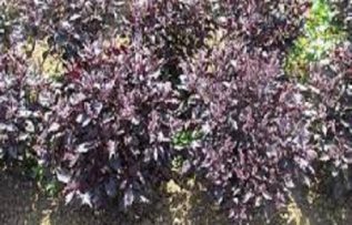 Rüyada Reyhan Görmek