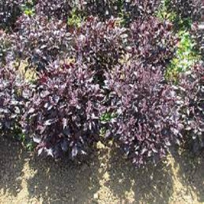 Rüyada Reyhan Görmek