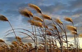 Rüyada Rüzgar Görmek