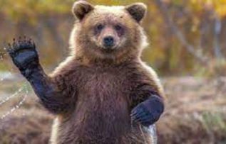 Rüyada Safer Ayı Görmek