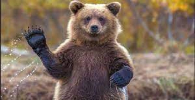 Rüyada Safer Ayı Görmek