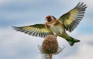 Rüyada Saka Kuşu Görmek