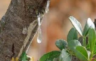 Rüyada Sakız Ağacı Görmek