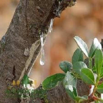 Rüyada Sakız Ağacı Görmek