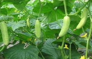 Rüyada Salatalık Tarlası Görmek