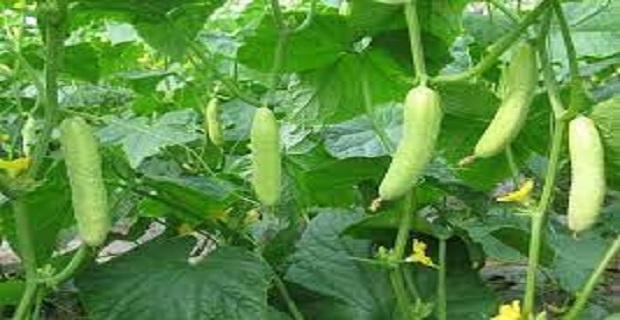 Rüyada Salatalık Tarlası Görmek