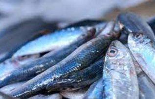 Rüyada Sardalya Görmek