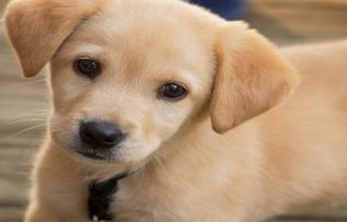 Rüyada Sarı Köpek Görmek