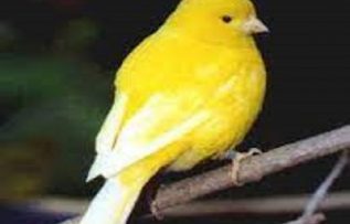 Rüyada Sarı Kuş Görmek