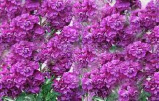 Rüyada Şebboy Görmek