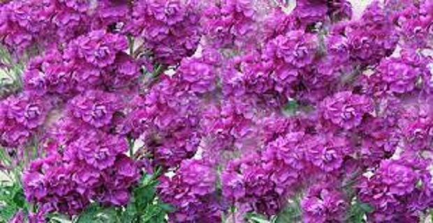 Rüyada Şebboy Görmek