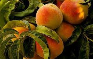 Rüyada Şeftali Ağacı Görmek