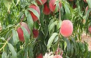 Rüyada Şeftali Toplamak