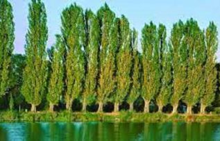 Rüyada Selvi Ağacı Görmek