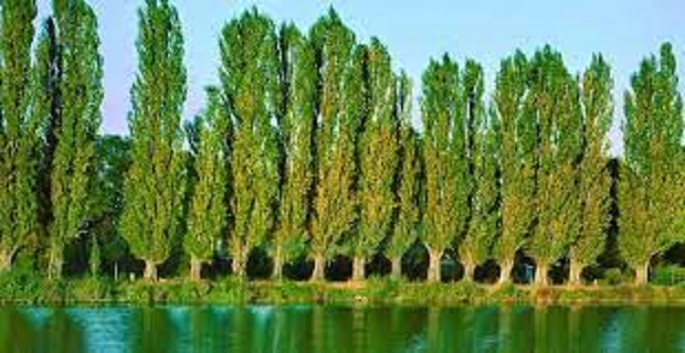 Rüyada Selvi Ağacı Görmek