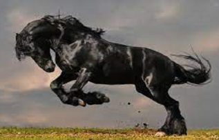 Rüyada Seyis Görmek