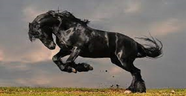 Rüyada Seyis Görmek