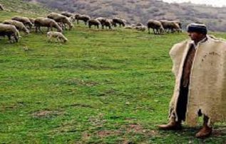 Rüyada Sığır Çobanı Görmek