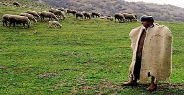 Rüyada Sığır Çobanı Görmek