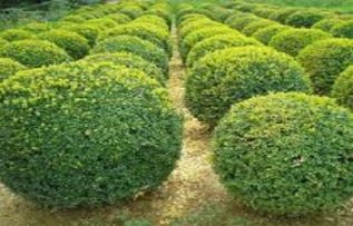 Rüyada Şimşir Ağacı Görmek