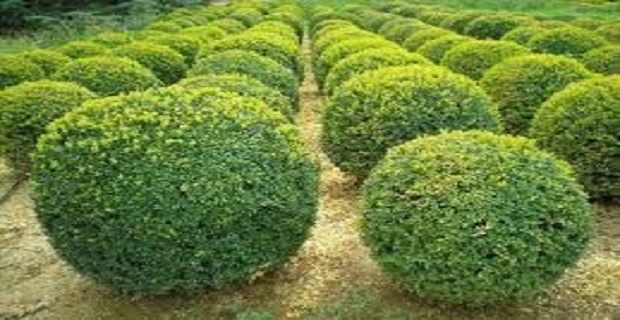 Rüyada Şimşir Ağacı Görmek