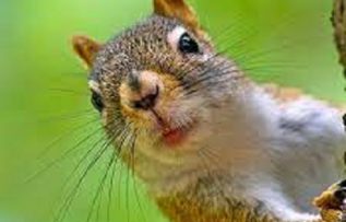 Rüyada Sincap Görmek