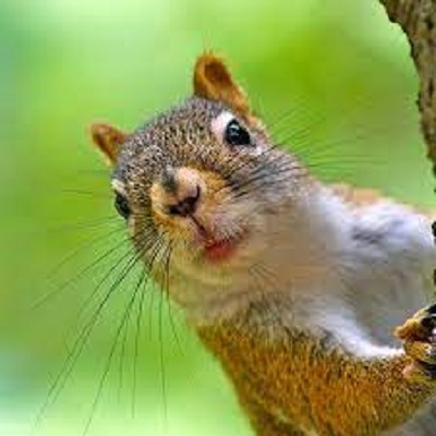 Rüyada Sincap Görmek