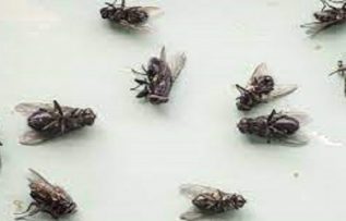 Rüyada Sinek Sürüsü Görmek