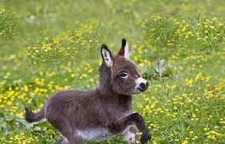 Rüyada Sıpa Görmek