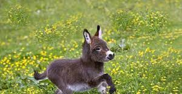 Rüyada Sıpa Görmek