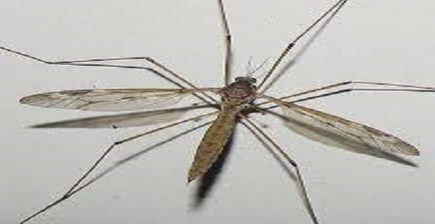 Rüyada Sivrisinek Görmek