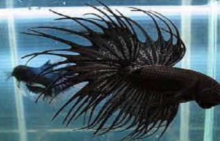 Rüyada Siyah Balık Görmek