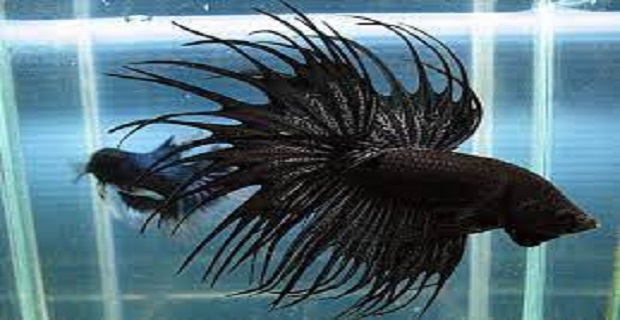 Rüyada Siyah Balık Görmek