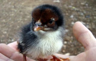 Rüyada Siyah Civciv Görmek