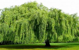 Rüyada Söğüt Görmek