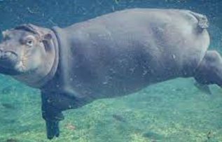 Rüyada Su Aygırı Görmek