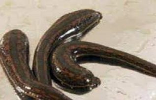 Rüyada Sülük Görmek