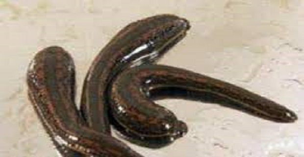 Rüyada Sülük Görmek