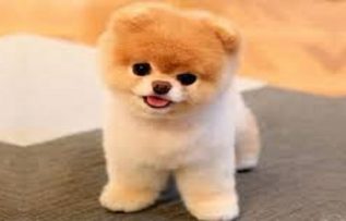 Rüyada Süs Köpeği Görmek