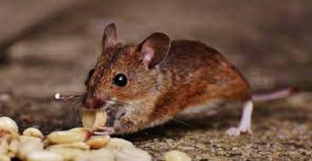 Rüyada Tarla Faresi Görmek