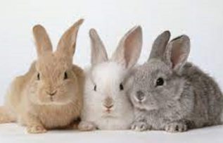 Rüyada Tavşan Yakalamak