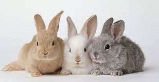 Rüyada Tavşan Yakalamak