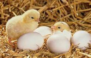 Rüyada Tavuk Ve Civciv Görmek