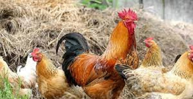 Rüyada Tavuk ve Horoz Görmek
